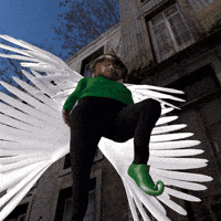 Fly Flying GIF