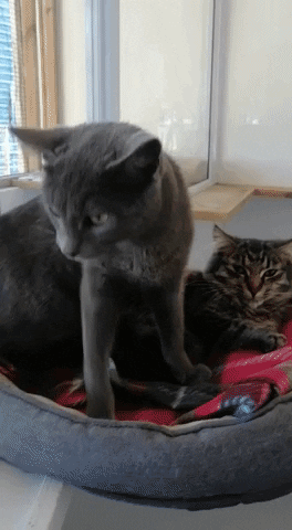 SPCA giphyupload GIF