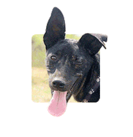 Adoptanocompres Camperito Sticker by El Campito Refugio