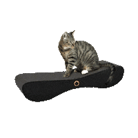 Cat Sticker by CanadianCat