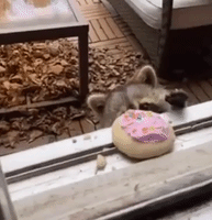 Sneaky Raccoon Swipes Cookies From Ontario Window