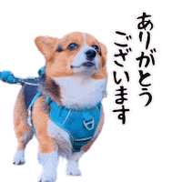 Corgi Milo Sticker