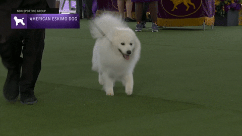 Dogs Eskimo GIF by Westminster Kennel Club