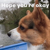 Dog Hope GIF