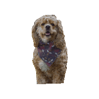 Harry Potter Lady Sticker by Geekster Pets