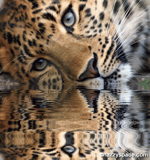 leopard water gif GIF