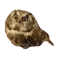 owl STICKER by imoji