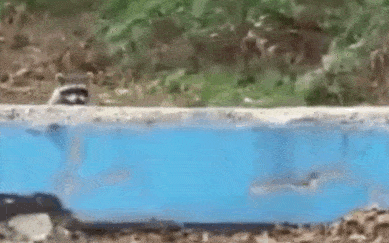 racoon GIF