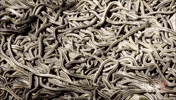 snakes GIF
