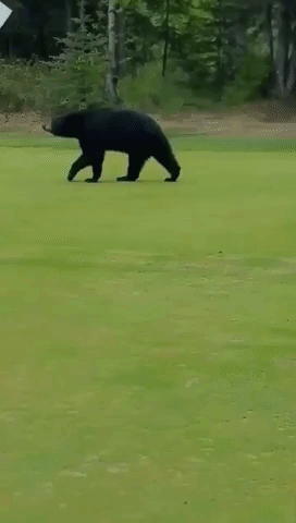 Bear Interrupts a Game of Golf in Anchorage, Alaska