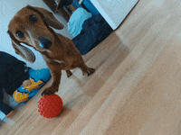 KantoLegend_ dog puppy doggo playing GIF