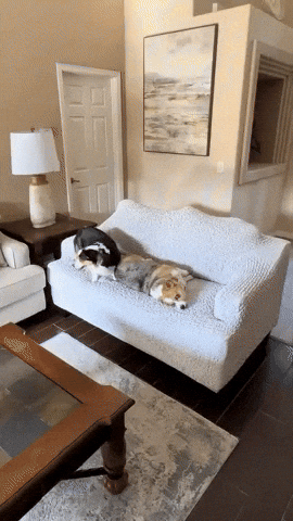 Dog Lol GIF by mammamiacovers