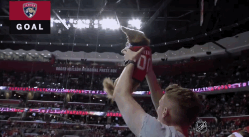 ice hockey dog GIF by NHL