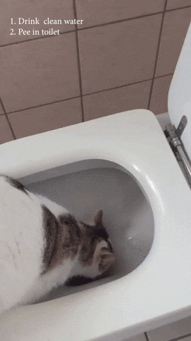 cuteanimalland giphyupload GIF