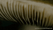 GIF by KQEDScience