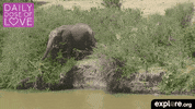 elephant love GIF by explore.org