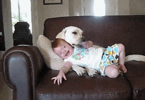 Video gif. A baby is laying completely slumped on a dog and she looks very cozy and pleased with herself. The dog has its head above her and is licking her hand gently.