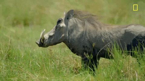 Nat Geo Savage Kingdom GIF by National Geographic Channel