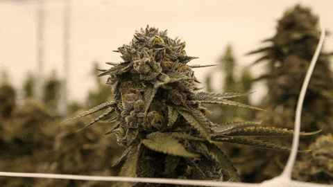 Plant Grow GIF by Exclusive Brands