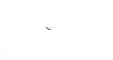 cat motion GIF by Eno Swinnen