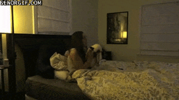 cat bed GIF by Cheezburger