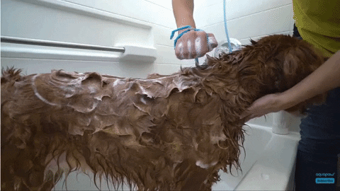 fedegra giphygifmaker GIF