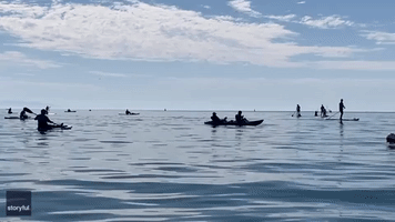 Close-Up Encounter With Humpback Whale Delights California Kayakers