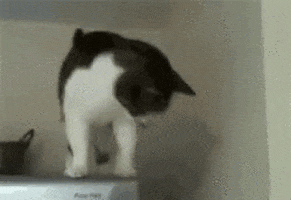 cat GIF