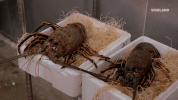 viceland GIF by F*CK, THAT'S DELICIOUS