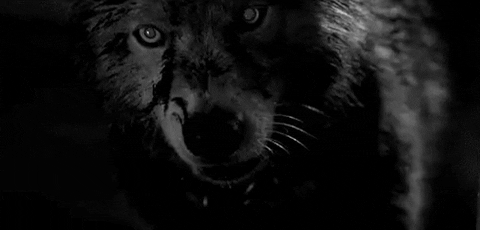wolf-sy66 giphyupload GIF