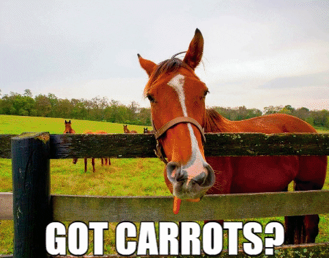 visithorsecountry giphygifmaker horse carrots lexington GIF