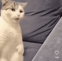 Dance Cat GIF