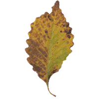 SmallBatchArtist sticker rainbow instagram fall Sticker