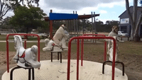 Jack Russell Dogs Enjoy Merry Go Round