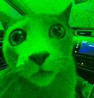 Shocked Cat GIF