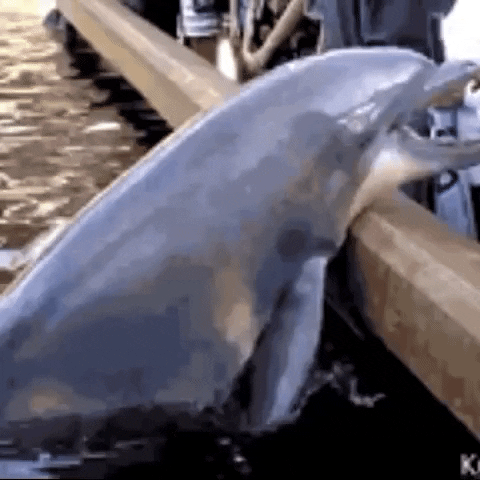 Dolphin GIF