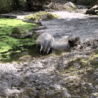 tierparkgoldau badger dachs tierparkgoldau GIF