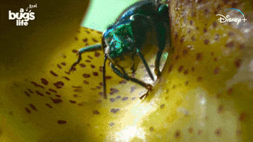 National Geographic Bug GIF by Nat Geo Wild