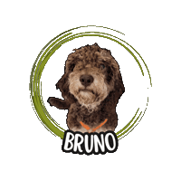 Lagotto Romagnolo Sticker by Asilo per cani Dog'sMind