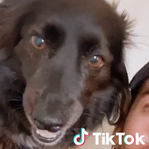 Sorpresa Cane GIF by TikTok Italia
