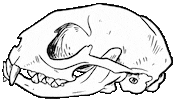 molarink cat skull witch punk Sticker