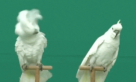 Bird Reaction GIF by MOODMAN
