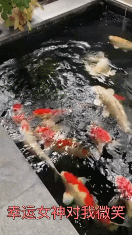 questionmyanswer giphygifmaker GIF