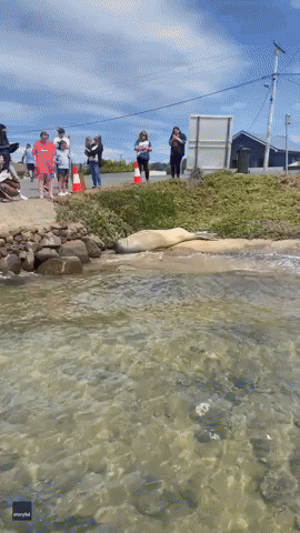 Neil the Seal Gives a Wave as He Attracts Onlookers
