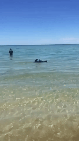 Lone Seal Relaxes at Adelaide Beach