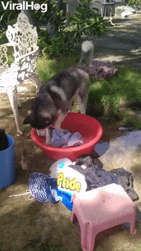 Helpful Husky Cleans Clothes