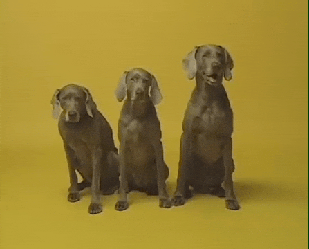 William Wegman Dog GIF by Jason Clarke