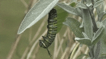 caterpillar monarch GIF
