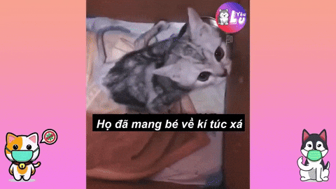 yeulu giphyupload cat vietnam yêu lu GIF