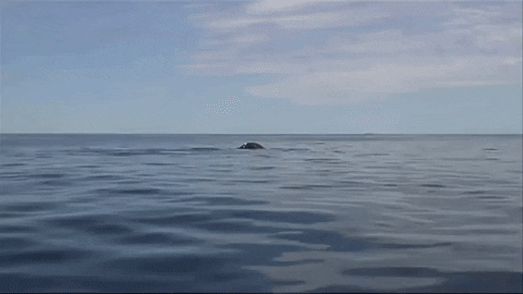 Whale GIF by Oceana
